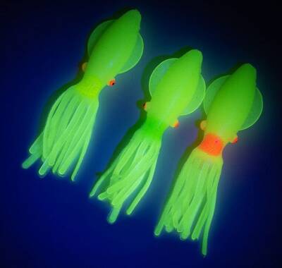 Solid squid 7cm 6pack - 2